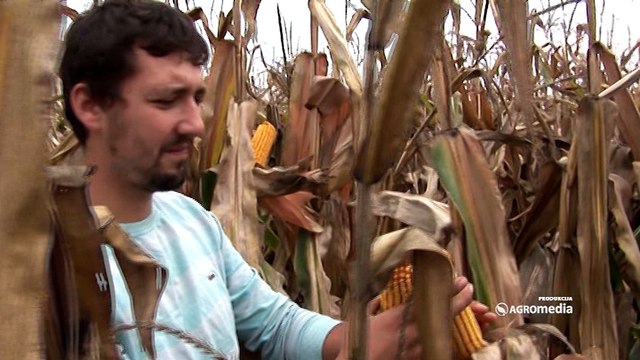 LK hibridi kukuruza – jer ih stoka veoma rado jede!