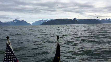 Il remarque que les oiseaux deviennent de plus en plus nombreux au-dessus de sa tête, mais quand ceci sort de l'eau, il