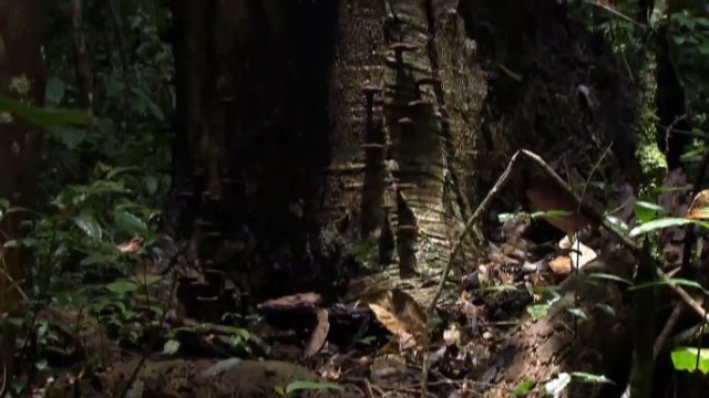 Le sol recouvert d'un tapis de toiles suite à une pluie de millions d'araignées en Australie