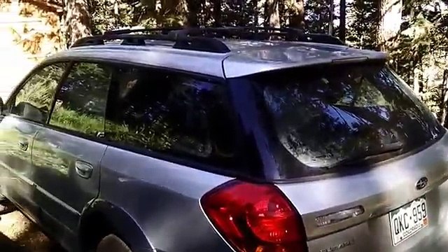 Personne ne sait comment cet ours brun a réussi et à rentrer dans la voiture et à s'enfermer à l'intérieur