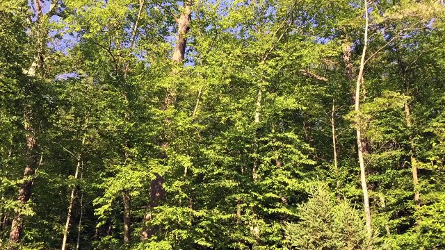 How Spawns Work in Pokemon GO Research from The Silph Road