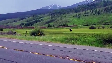 CAR HITS MOOSE in Colorado - White River National Forest