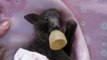 Orphaned Baby Flying Fox Being Nursed Back to Health
