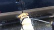 Dog Hasn't Quite Figured Out Drinking Water From a Hydrant