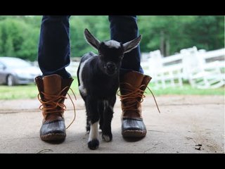 Lots of Goat Kids Bouncing Around in a Barn