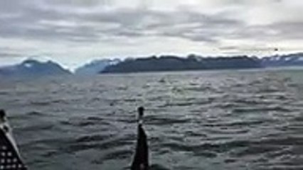 WOW !Voici une vidéo qui vaut vraiment un détour ... Regardez !