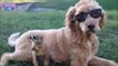 Un chien et un mini chien de prairie à lunettes