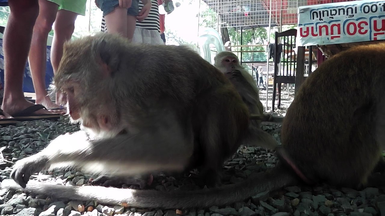 2015 Thailand Monkeys