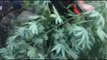 Mammola (RC) - Coltivavano marijuana in campagna, due arresti (11.07.16)