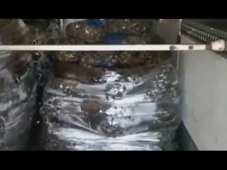 Pescara - Sequestrati tre quintali di cozze, multe a due pescatori abusivi (13.07.16)