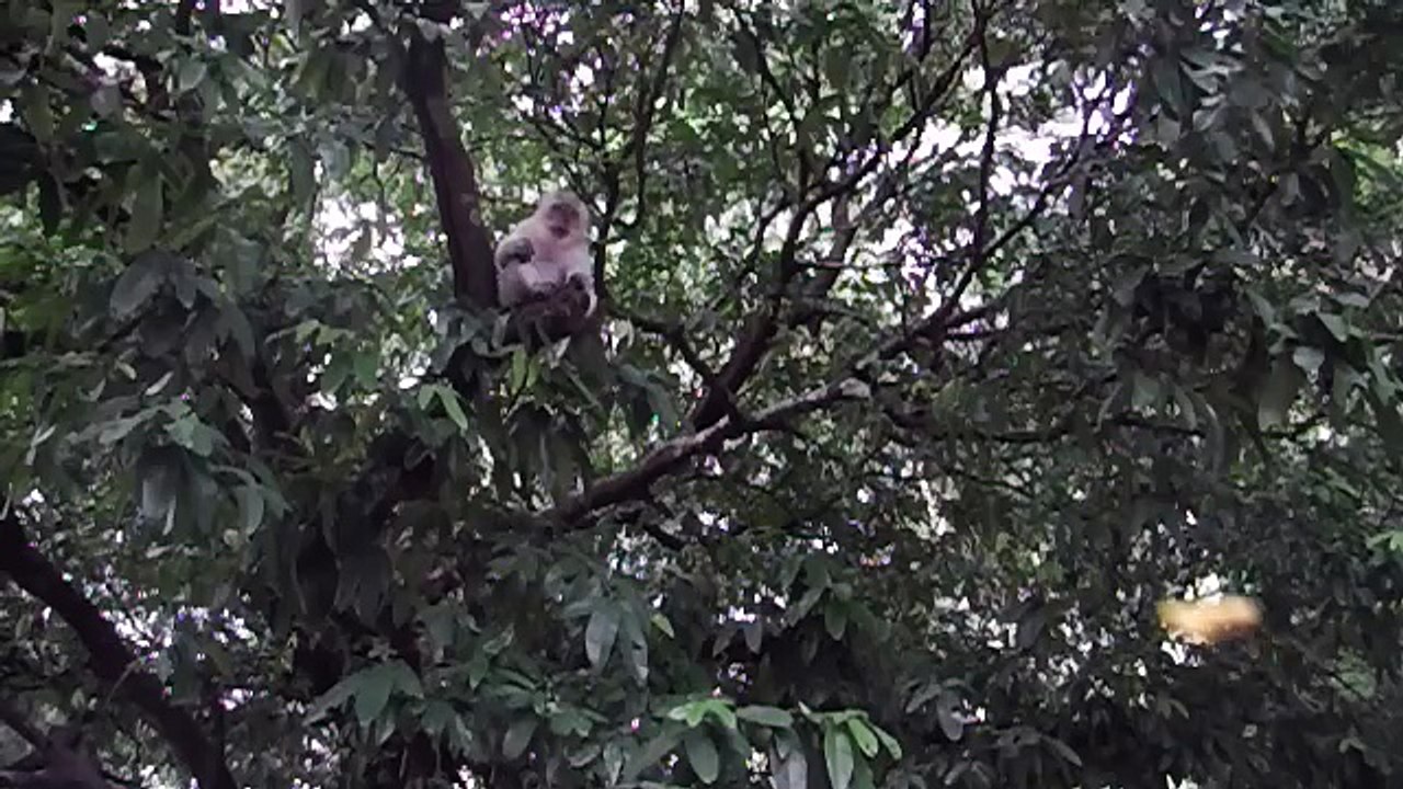2015 Thailand Monkeys slowmotion