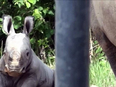 Zoo d'Amnéville: naissance rarissime d'un rhinocéros blanc
