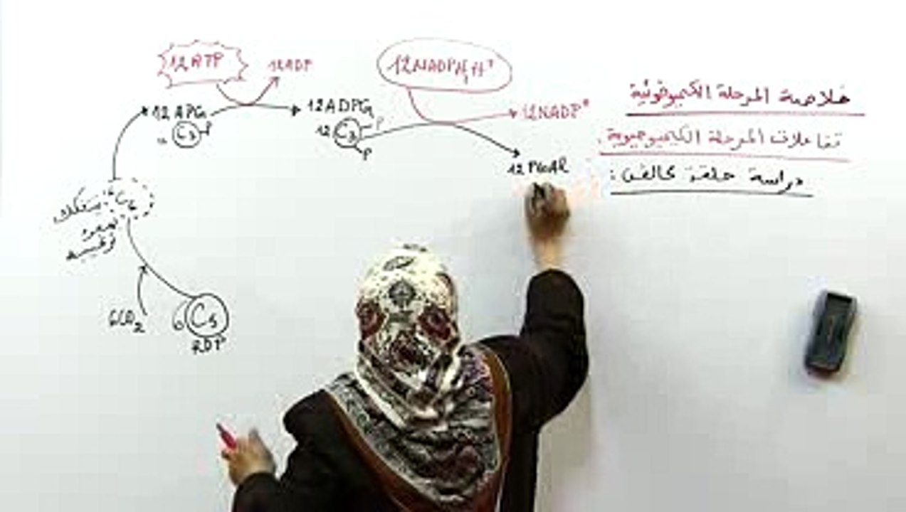 تفاعلات المرحلة الكيميوحيوية 3