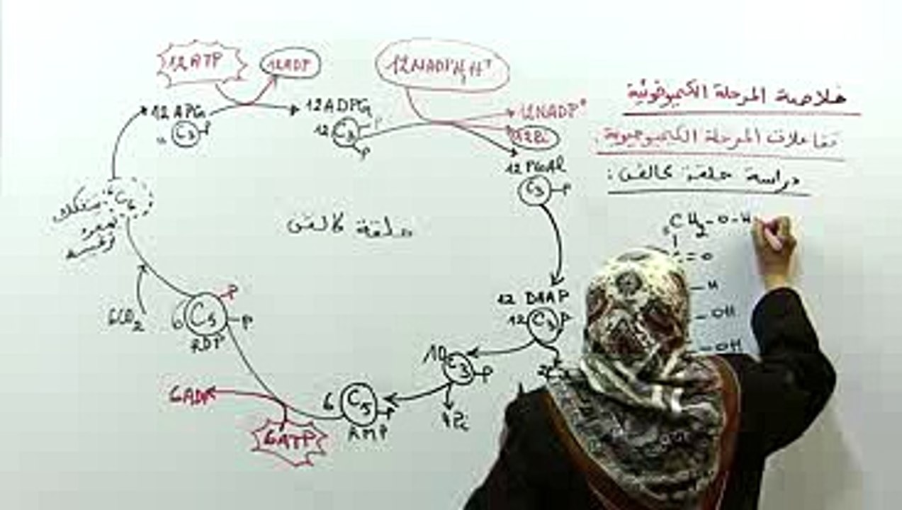 تفاعلات المرحلة الكيميوحيوية 4