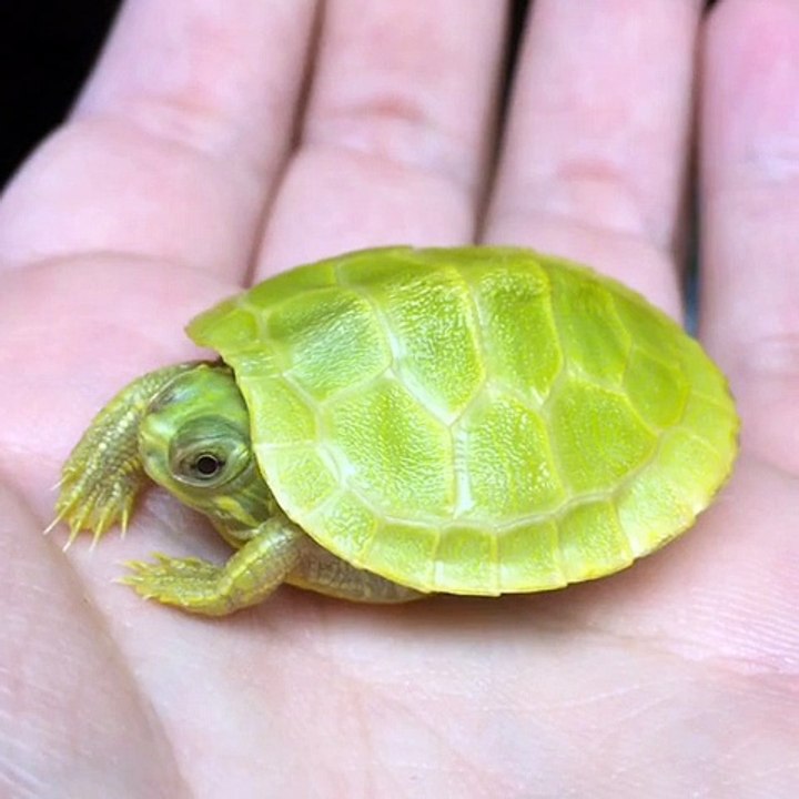 Newborn baby turtle has an itch