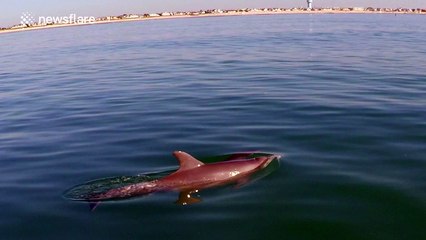 Playful dolphins approach paddleboarder