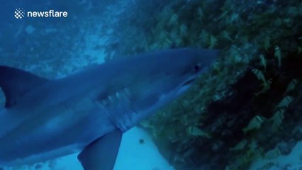 Close-up footage of a great white shark