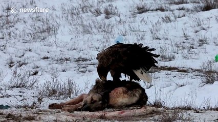 Large eagle feasts on a dead wolf