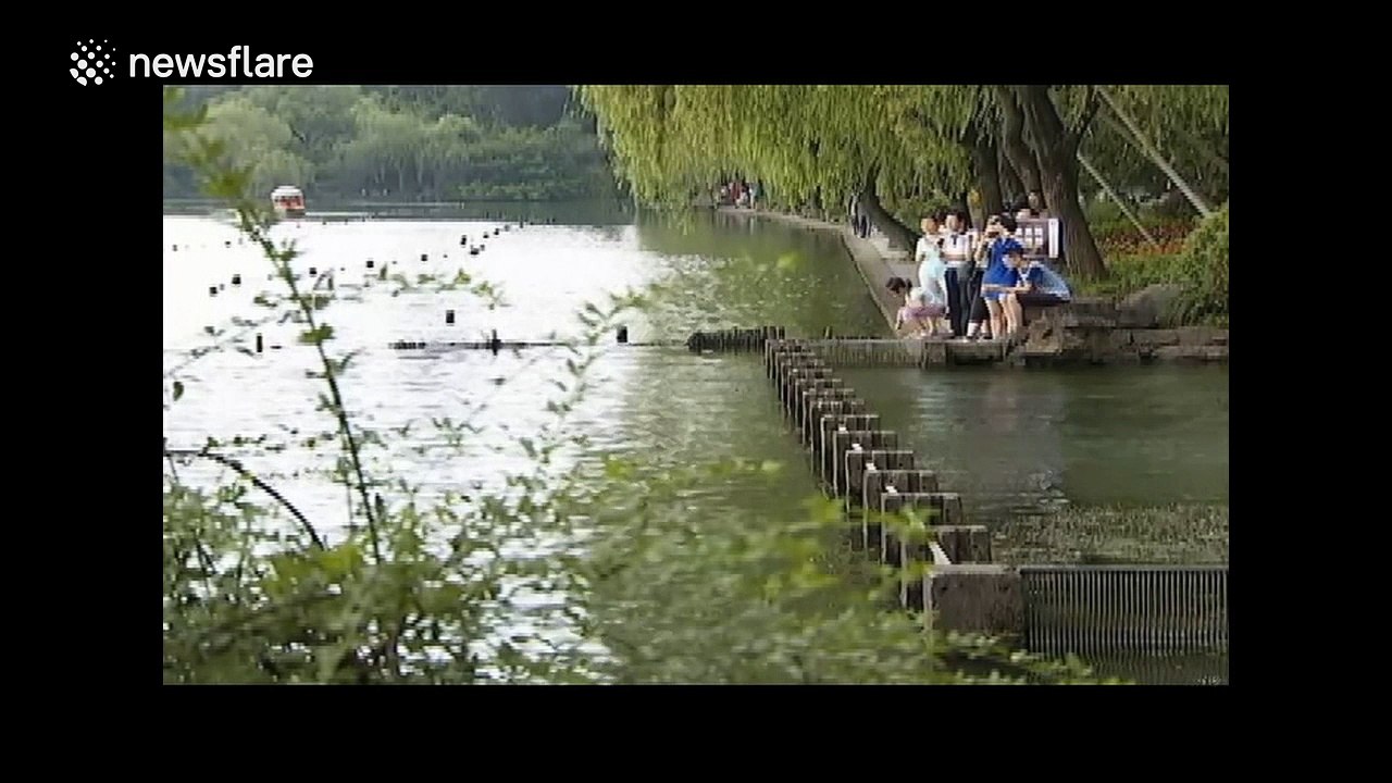 Fish jump surprisingly high out of water