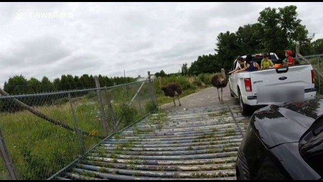 Ostrich attacks visitors at drive through safari