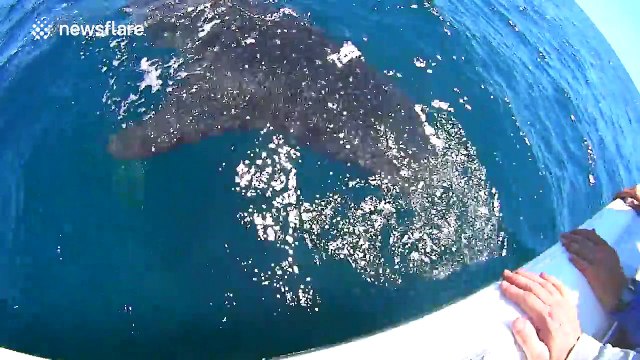 Fishermen encounter giant whale shark in Florida