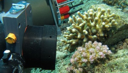 Watch incredible microscopic video of corals kissing, growing and fighting