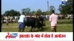 Jharkhand: Buffaloes lock horns every year in Navratri