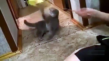 İnsan takliti yapan kedi