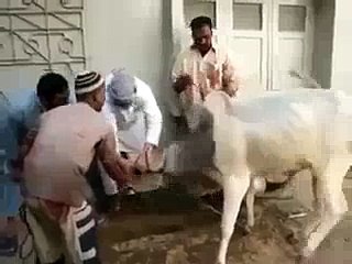 Ye log gaye ko zibah karne lage the dekhen gaye ne in kakia haal kia