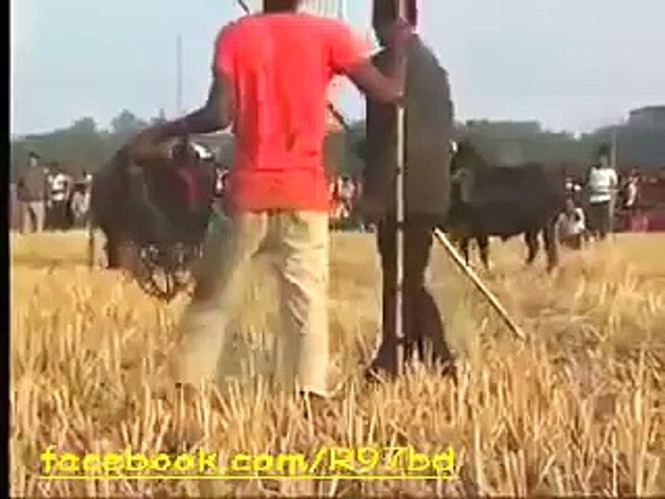 Bull fight at bangladesh|দেখুন কিভাবে ষাঁড় মারামারি করে।NoneTV