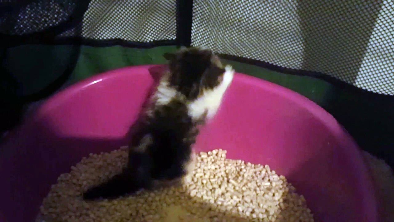 chatons exotic shorthair