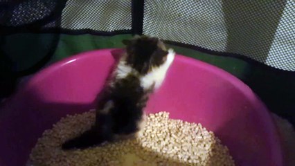 chatons exotic shorthair