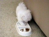 Maltese, Puppy ( Playing water ) 10 weeks