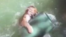 Zoo Shares Tiger Taking A Dip to Beat Summer Heat