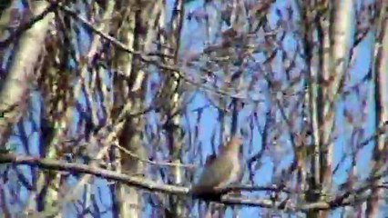 caza de tortolas con rifle marlin calibre 22 lr