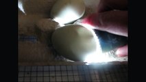 Duck Eggs 2012 -- Day 27 of Incubation, Eggs externally pipped
