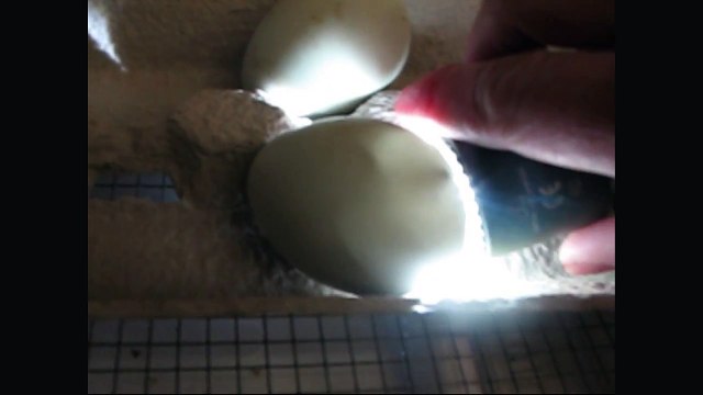 Duck Eggs 2012 Day 27 of Incubation, Eggs externally pipped