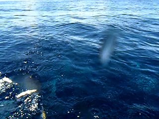 Feeding Dolphin/Mahi-Mahi (underwater) 10 miles off Miami FL