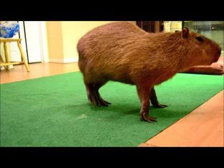 Forget the Harlem Shake, It's Time for the Capybara Shake