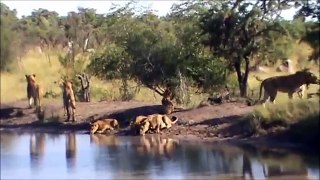 Lionesses vs one Selati Male : 23 - 03 - 2012