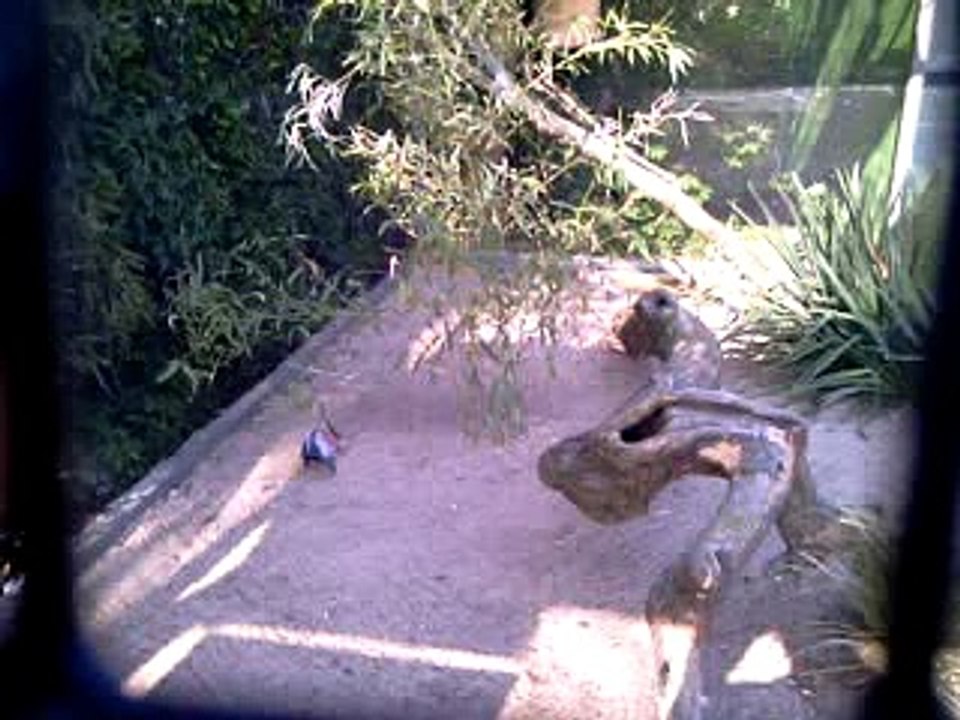 PARADISIO LE 24 AVRIL "CACATOES ROSALBIN"