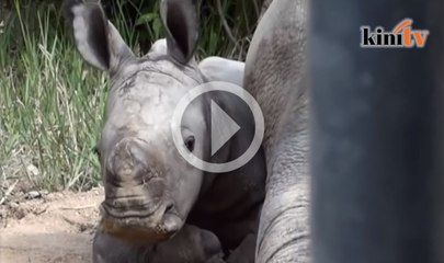 Badak, harimau putih selamat dilahirkan
