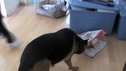 Dog Secrets Revealed