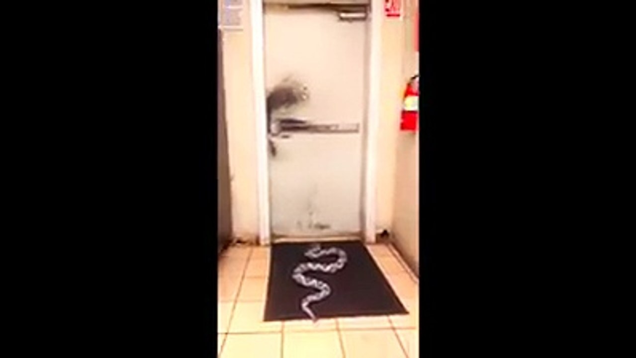 funnyscnake videoclips2016