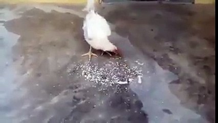Hen writing name of Allah. ... ···World Shocking☆Wild Hen Calms Down After Allah's Name Is Taken ...
