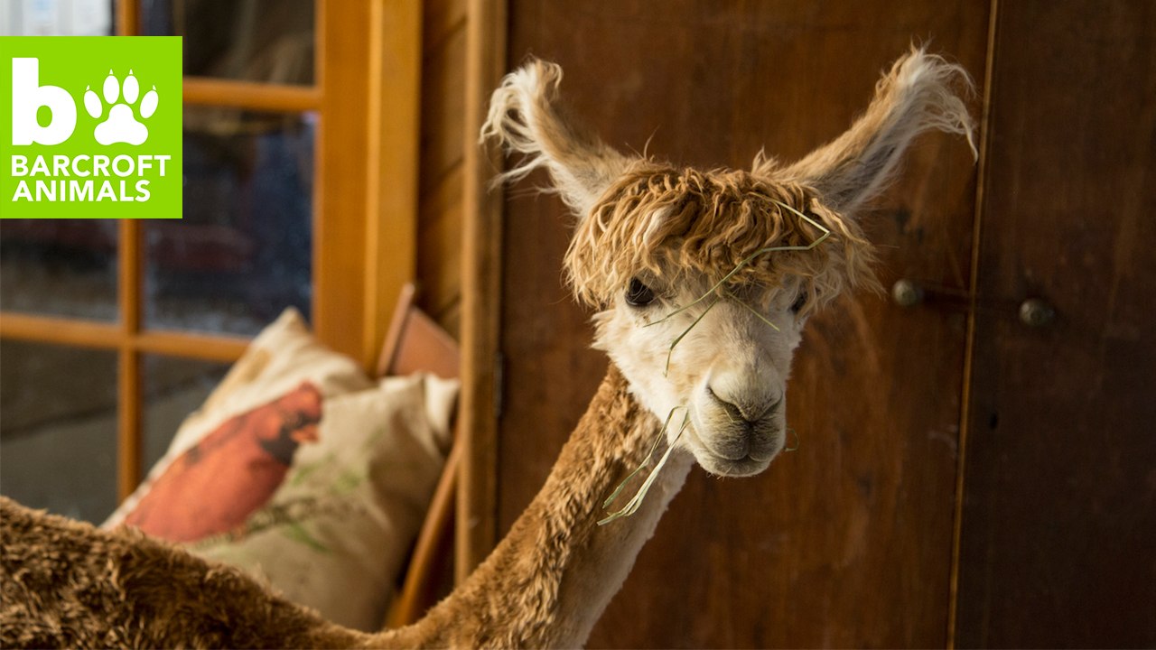 Tiny House Alpaca Thinks She’s Human: Beast Buddies