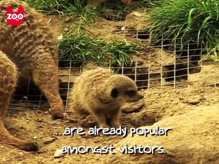 Baby Meerkats