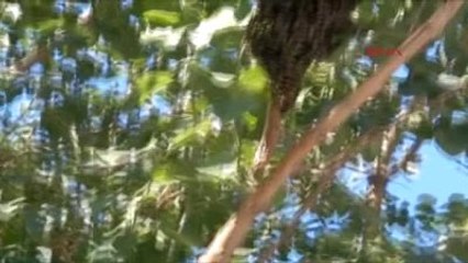 Edremit Ağaçtaki Arılar İşlek Caddeyi Hareketlendirdi