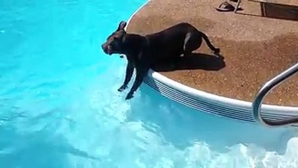 A Contatto Con L'acqua Per La Prima Volta: L'approccio Di Questo Pit Bull è Decisamente... Personale