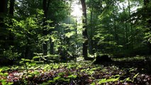 Abrys - 25 lat ochrony środowiska w Polsce - film